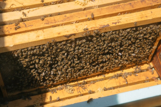 Kinsterna beehives