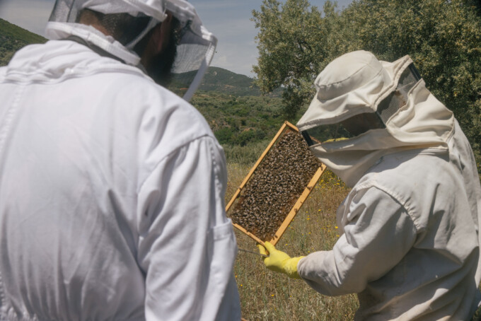 Bee keeping at Kinsterna beehives