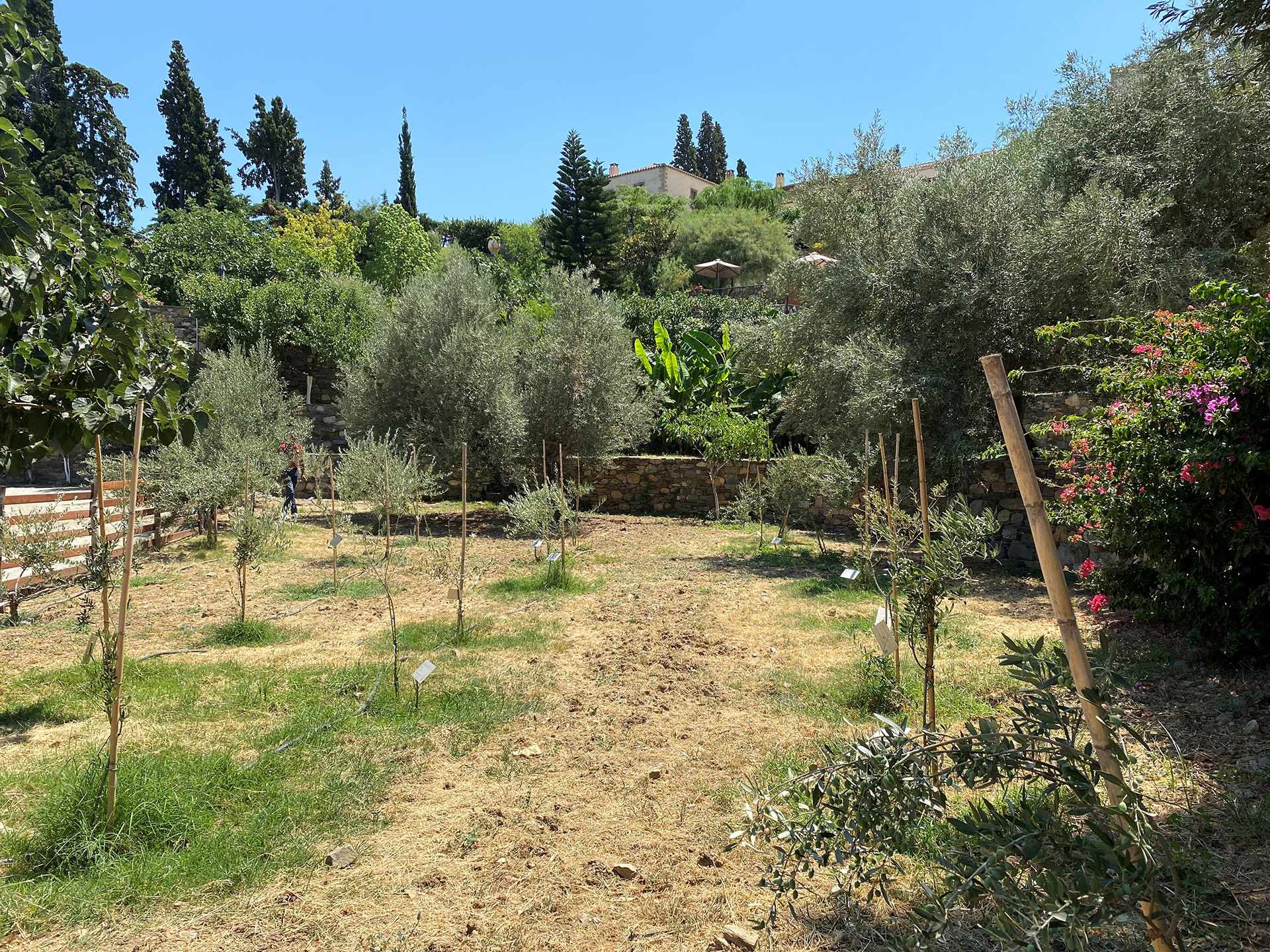 Adopt-an-olive-tree-area