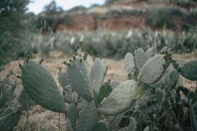 Kinsterna prickly pears