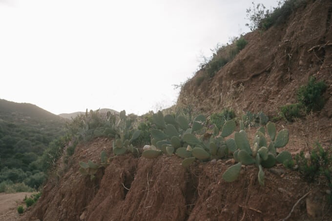 Kinsterna prickly pears