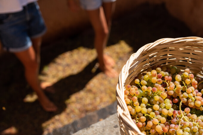 Grape pressing