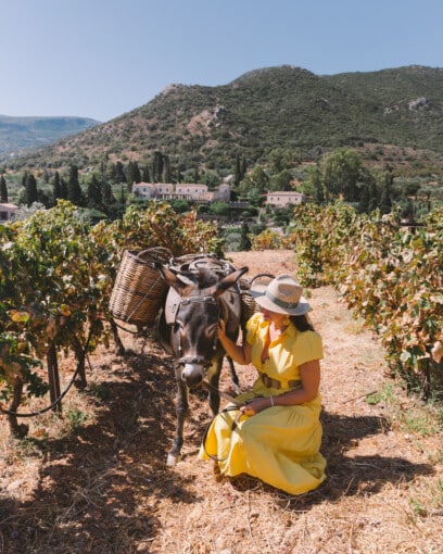 Grape harvest Kinsterna Hotel