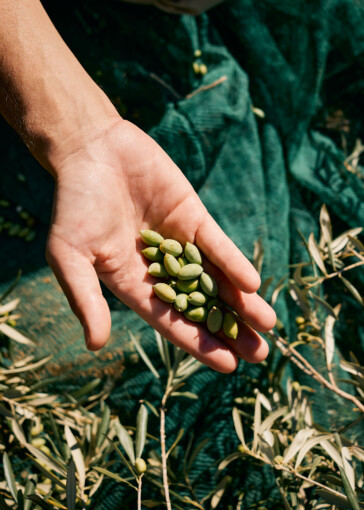 Kinsterna Olive harvest (2)