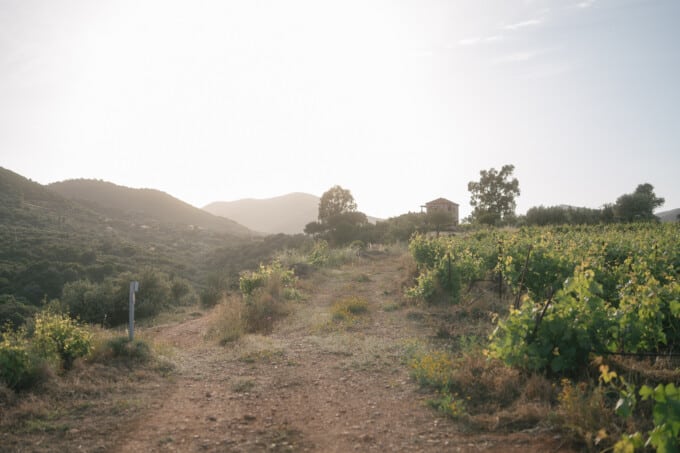 Kinsterna vineyards