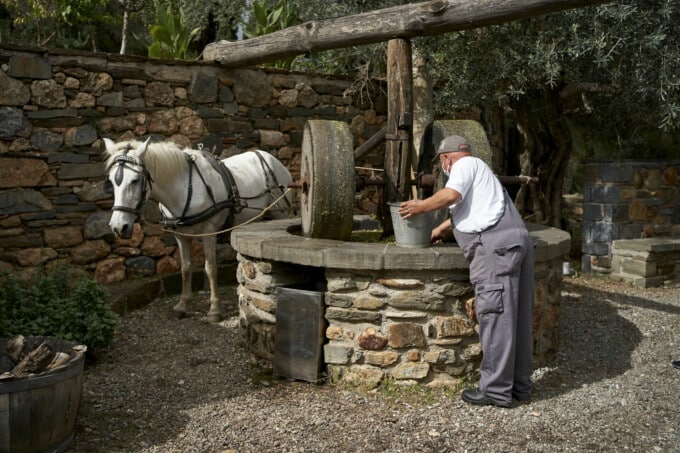 Olive_oil_production_by_horse_powered_press