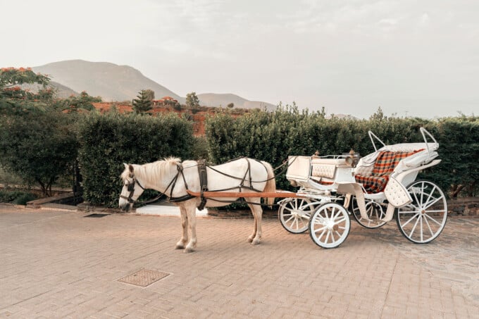 horse-carriage-ride (4)