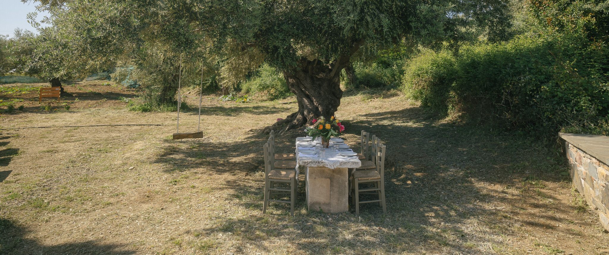 Century old olive tree