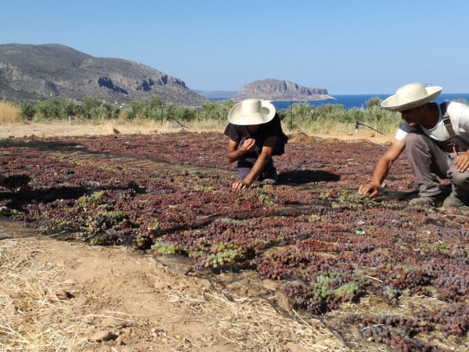 Grapes-sun-drying