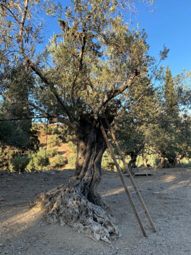 Olive Tree