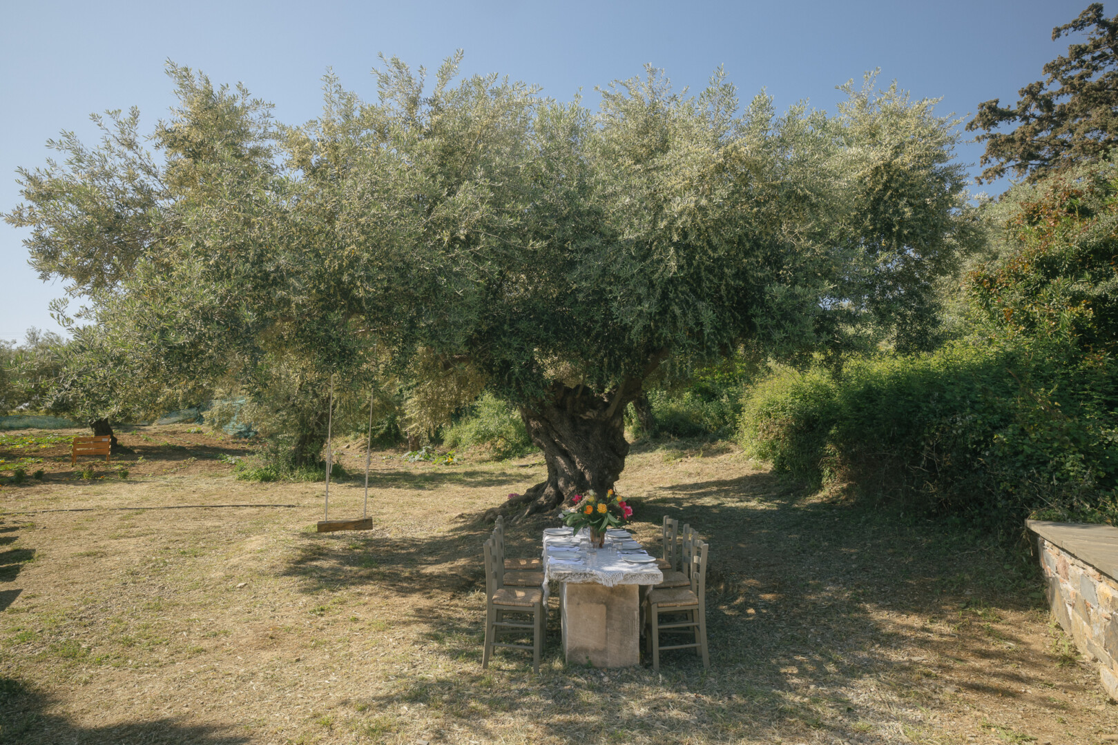 Century old olive tree