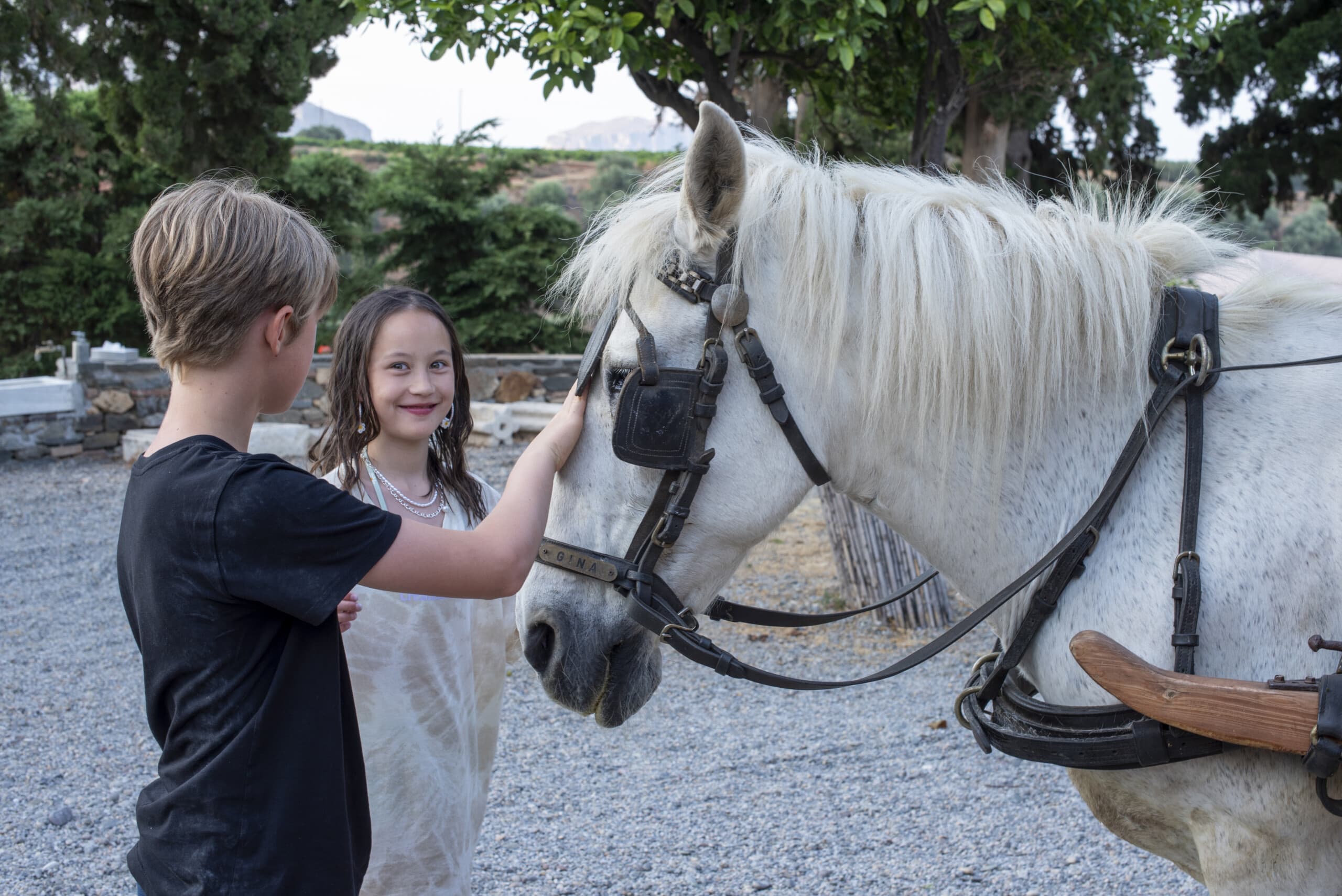 _TAL3529-Horse