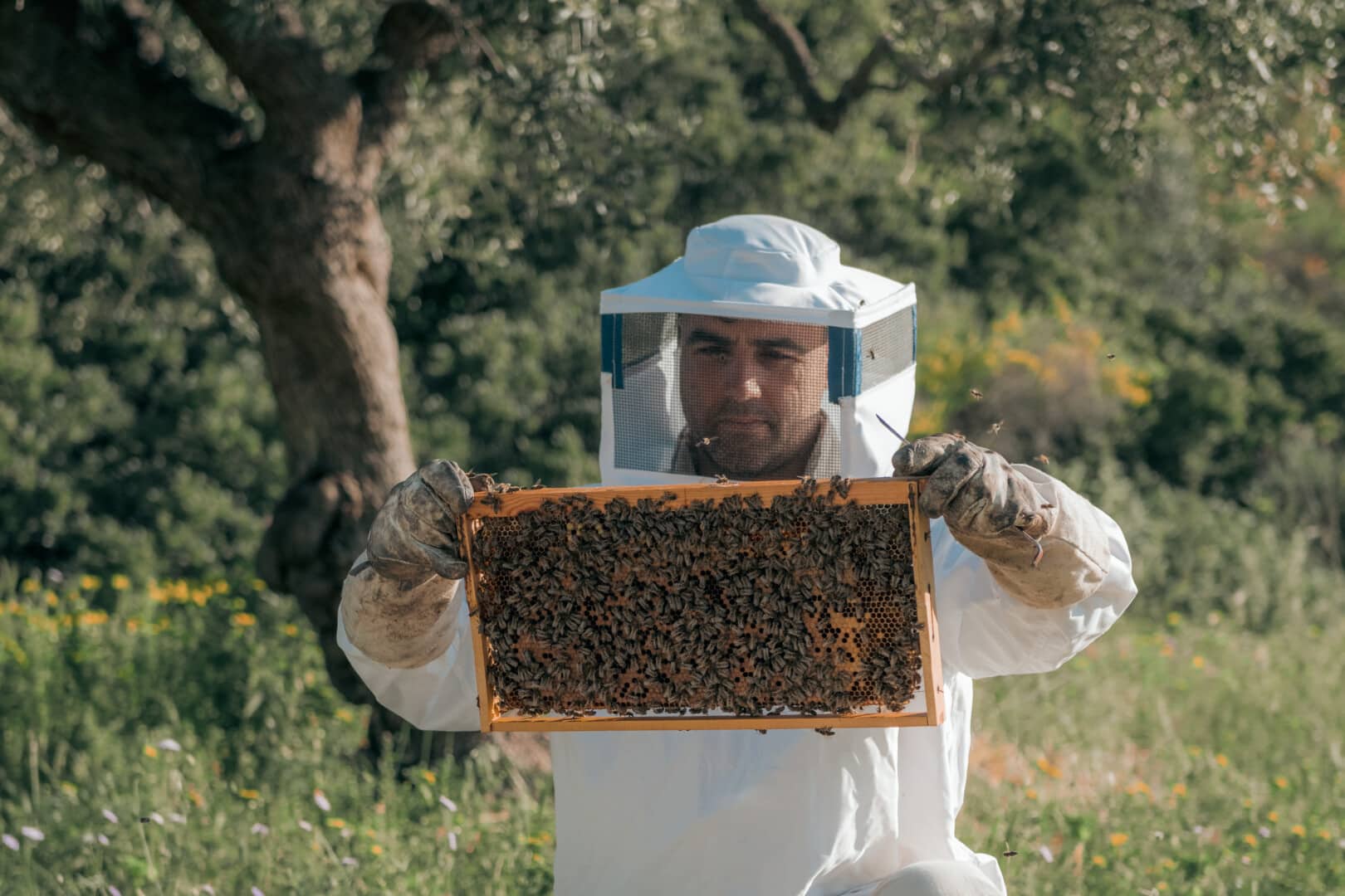 Bee keeping (2)