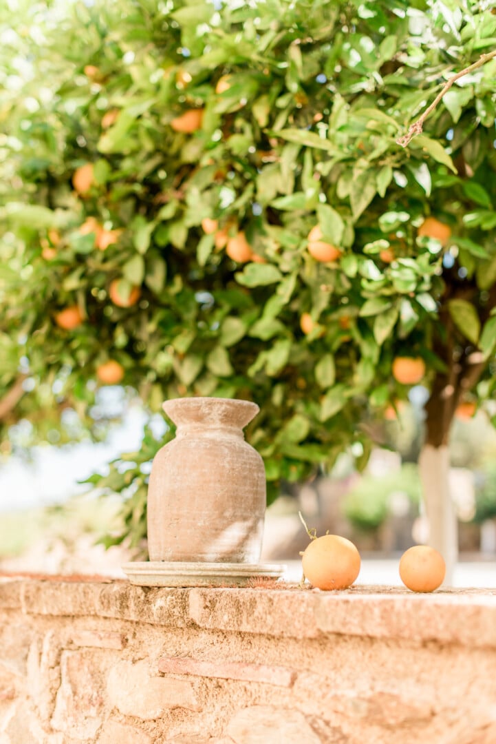 Orange Tree