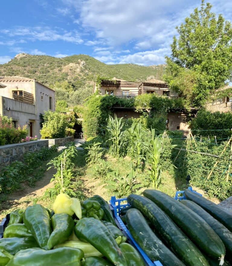 Vegetables from our orchards (1)