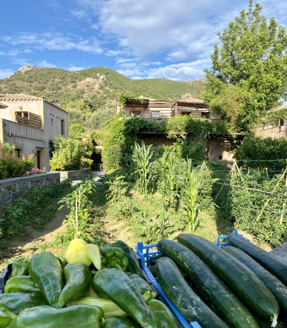 Vegetables from our orchards (1)