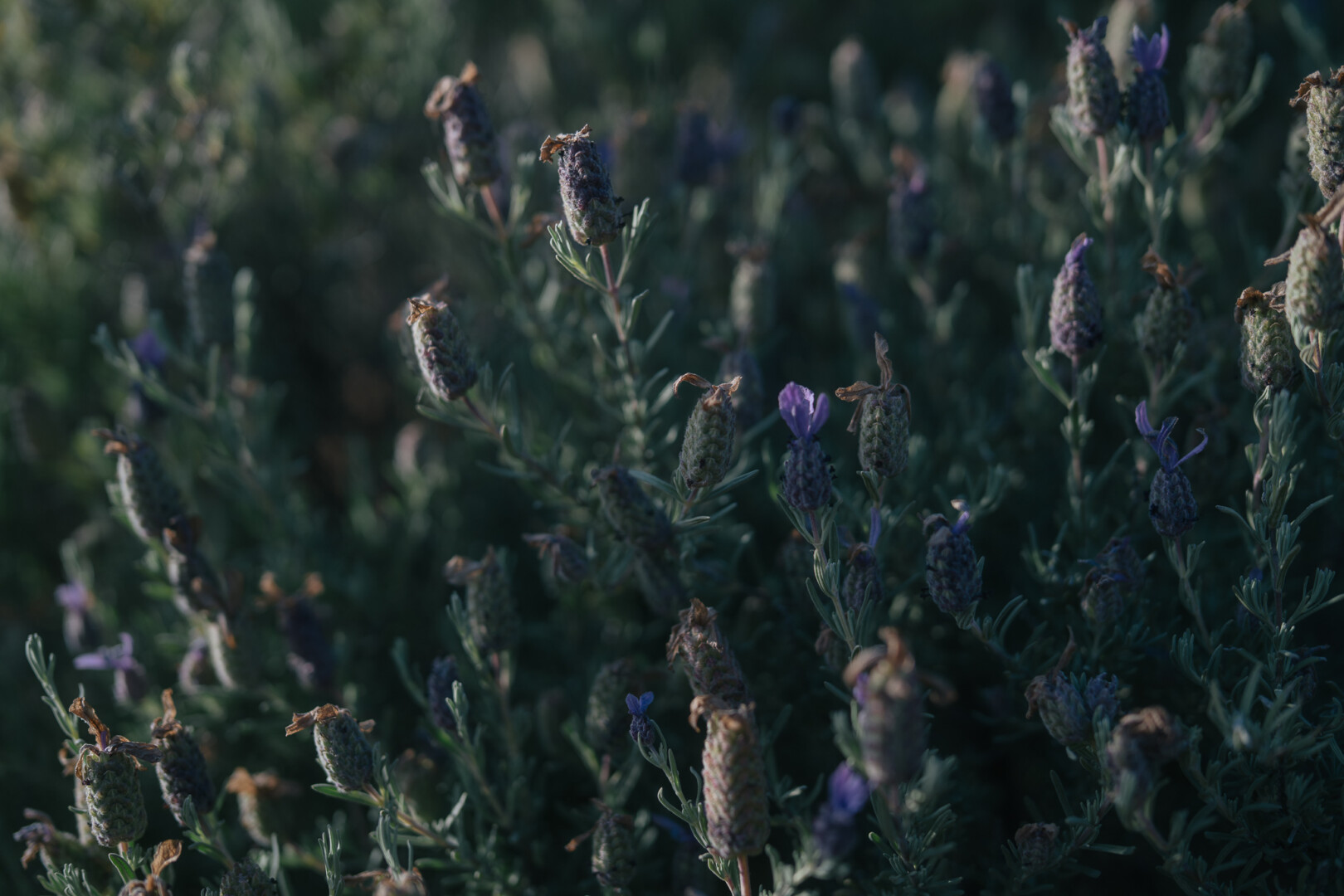 Wild lavender