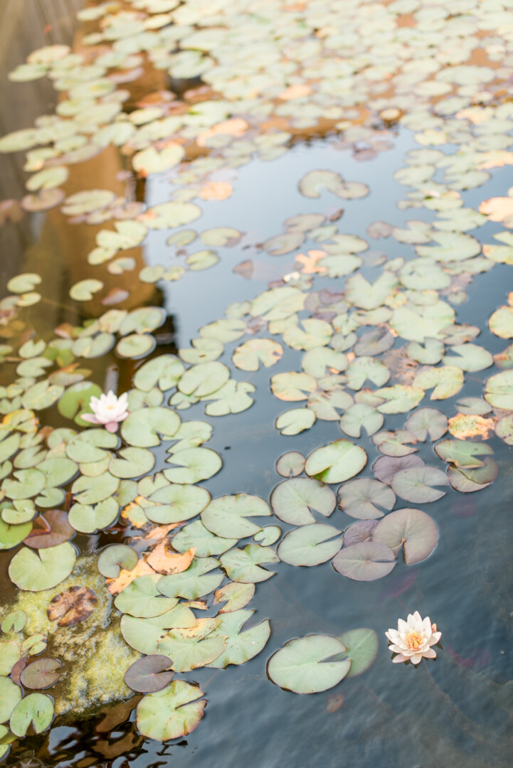 Νούφαρα water lilies