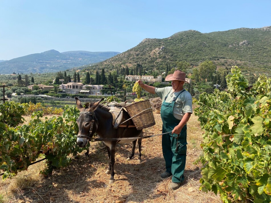 Kinsterna-Grape-Harvest-3-scaled