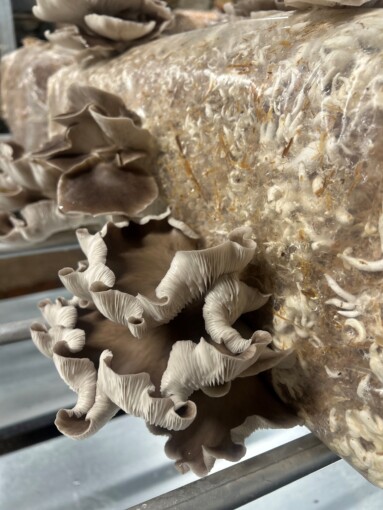 Mushrooms 2