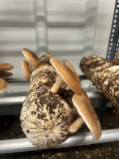 Mushrooms 3