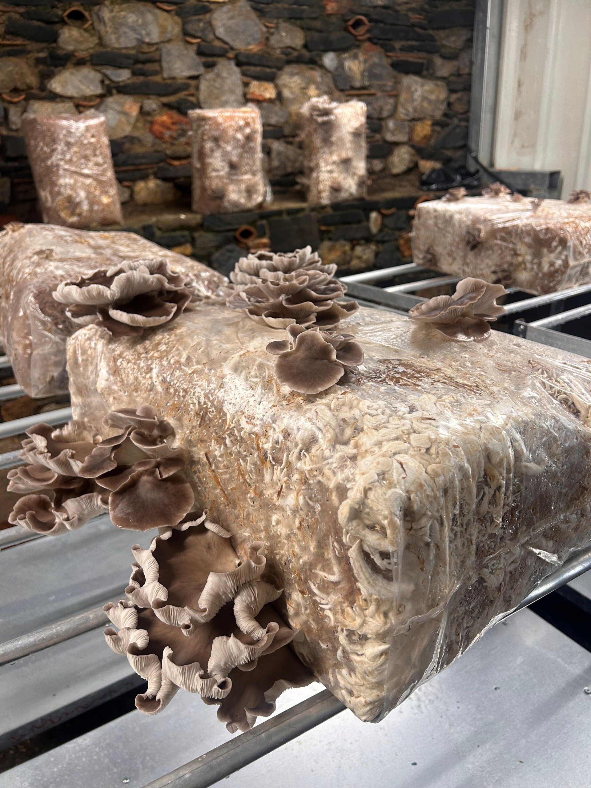 Mushrooms