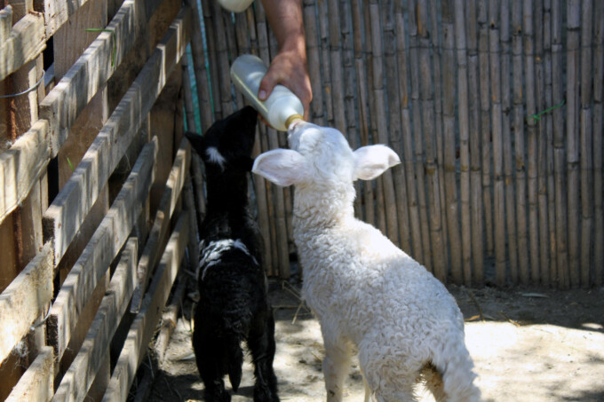 Νεογέννητα πρόβατα